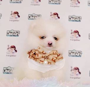Pomeranian