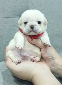PUG PUPPIES 645 🌻 REHOME Boy