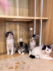 Kucing kitten mix Bsh Silver and Dms Marble