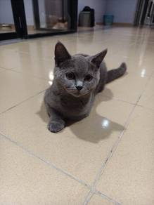 BSH Male 