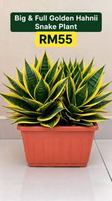 Big & Full Golden Hahnii Snake Plant 