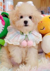 Maltipoo
