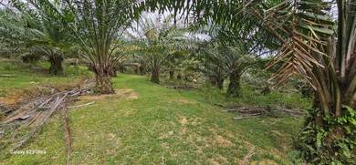 Agricultural Land in Tronoh, PRK