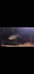 Asiatica Red Stripe Channa /Limbata
