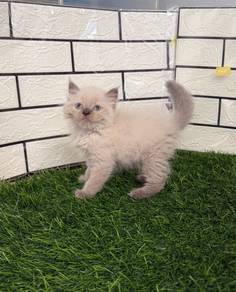 Blue eye kitten