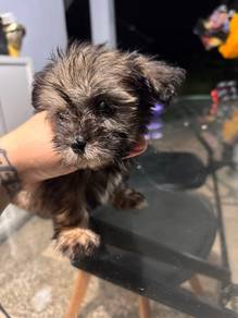 Puppy