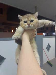 bsh
