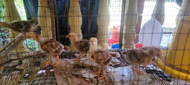 Anak ayam RIR