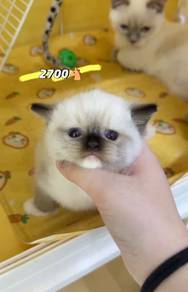 bsh  British shorthair