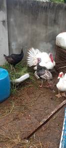ayam belanda