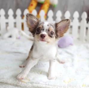 CHIHUAHUA PUPPIES CH232🌷 Head Apple boy~girl