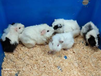 guinea pig betina