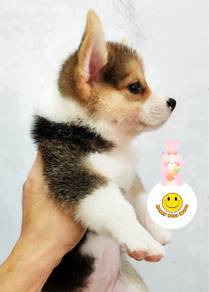 GGO-98 Welsh Corgi pure breed tri color puppy