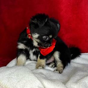 apple head Chihuahua d