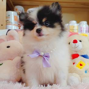 Pomeranian