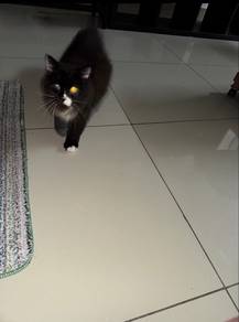 maine coon