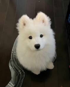 F1069 Ear-flopper Samoyed a snowy white bndle of j