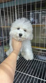 Tiny Poodle white Male Puppy M3