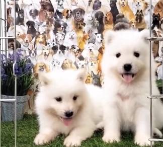 Samoyed puppies mka and microchip