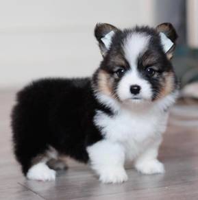 CORGI PUPPIES C184 🌻 Lovely Male