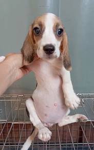 Beagle MKA Cert High Quality puppy