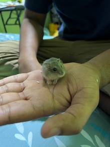 Cute Hamsters for Sale 🐹