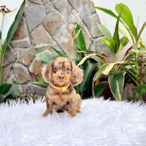 Long Haired Dachshund 118