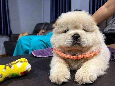 Chow Chow