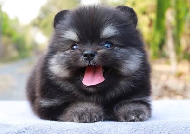 Pomeranian