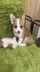柯基男
Corgi
Male
M-2
Dob : 10-05-26