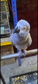 Burung African grey parrot Jinak Siap lesen