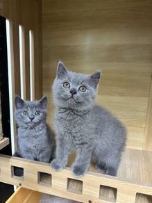 Kitten bsh