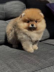 Bundle-of-joy Pomeranian Tiny Cute Puppy Puppy