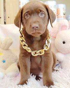 Labrador Retriever