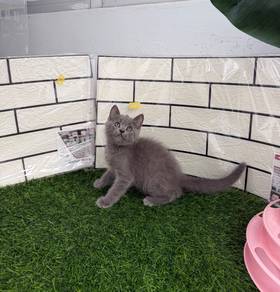 Blue British Shorthair kitten