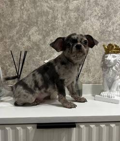 Chihuahua 