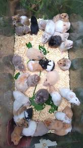 Syrian Hamster 