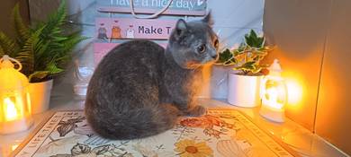 Kucing Munchkin BSH