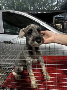 Miniature Schnauzer