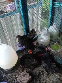 ayam Japanese bantam 