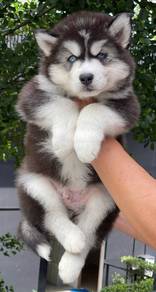 SIBERIAN HUSKY PUPPIES SB35 🌻 Fluffy Coat