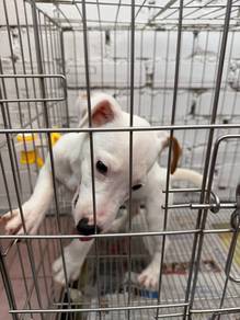 Jack Russell Terrier