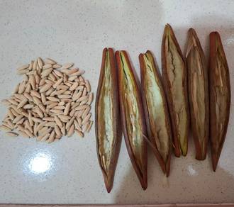 20 pcs Fresh Arabicum Seeds