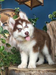 Alaskan Wooly Husky (Female) Negotiable 长毛哈士奇 价可商量