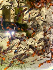 Ikan Guppy Koi Fish Aquascape Murah Aquarium