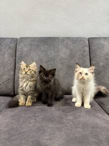 Anak Kucing Mix Persian (3 EKOR ) 🐾