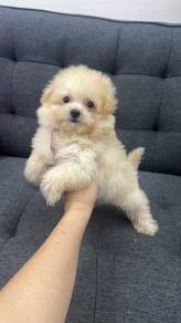 博美混泰迪男
Pompoo
Father poodle 
Mother Pom
Male 
M2
D