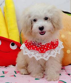 Poodle