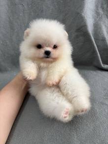 hhhh-1070 Tiny Pomeranian puppies dogs
