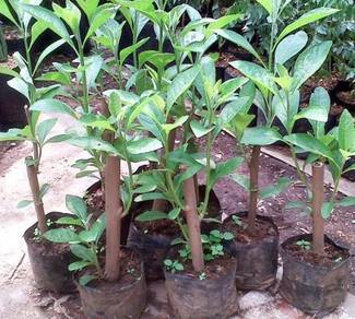 Benih pokok Bismilla / makanan ternakan